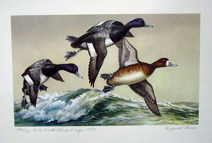 Iowa Duck Stamp Design 1977