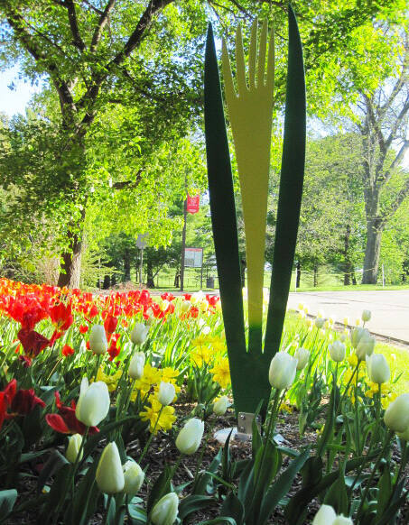 Yellow Tulip