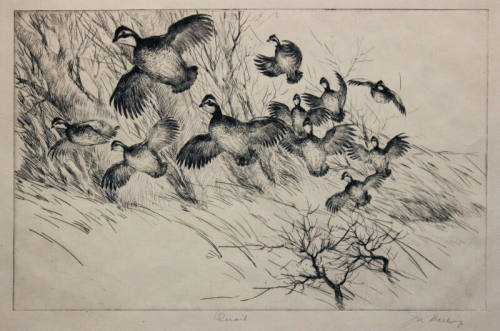 Quail