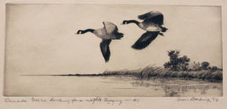 Canada Geese Looking for a Night's Lodging