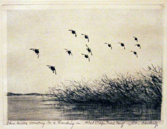 Blue Bills Coasting to a Landing