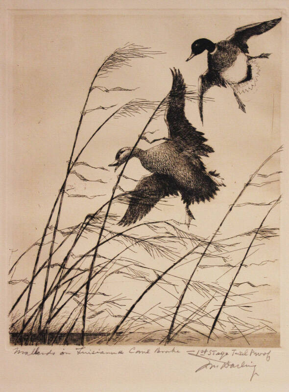 Mallards in Louisiana