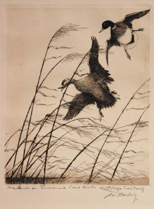 Mallards in Louisiana