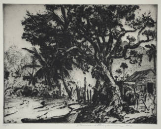 Canape Tree At Cruz Bay (St. John)