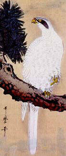 Falcon on a Pine Branch