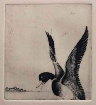 Untitled (mallard landing)