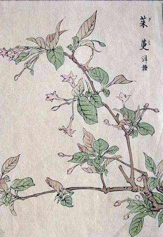 One Hundred Varieties of Flowers (Kusa bana hyakushu): Gumi Natsugumi