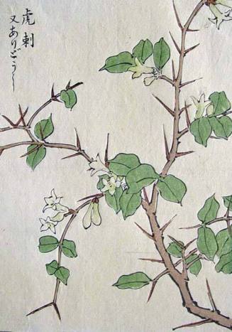 One Hundred Varieties of Flowers (Kusa bana hyakushu): Aridoushi, Damnacanthus indicus